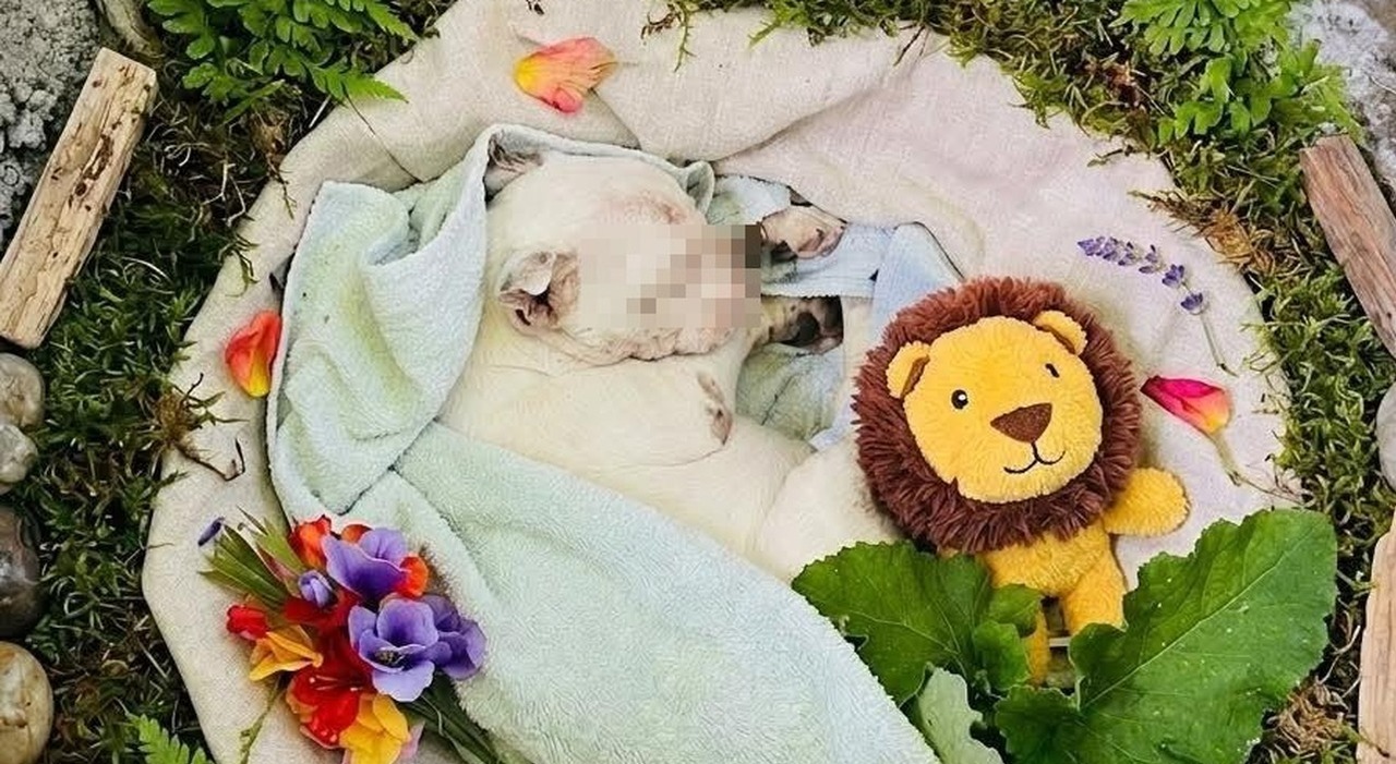 https://statics.cedscdn.it/photos/MED_HIGH/2026/05/27/9557549_27100145_cane_morto_sindaco.jpg
