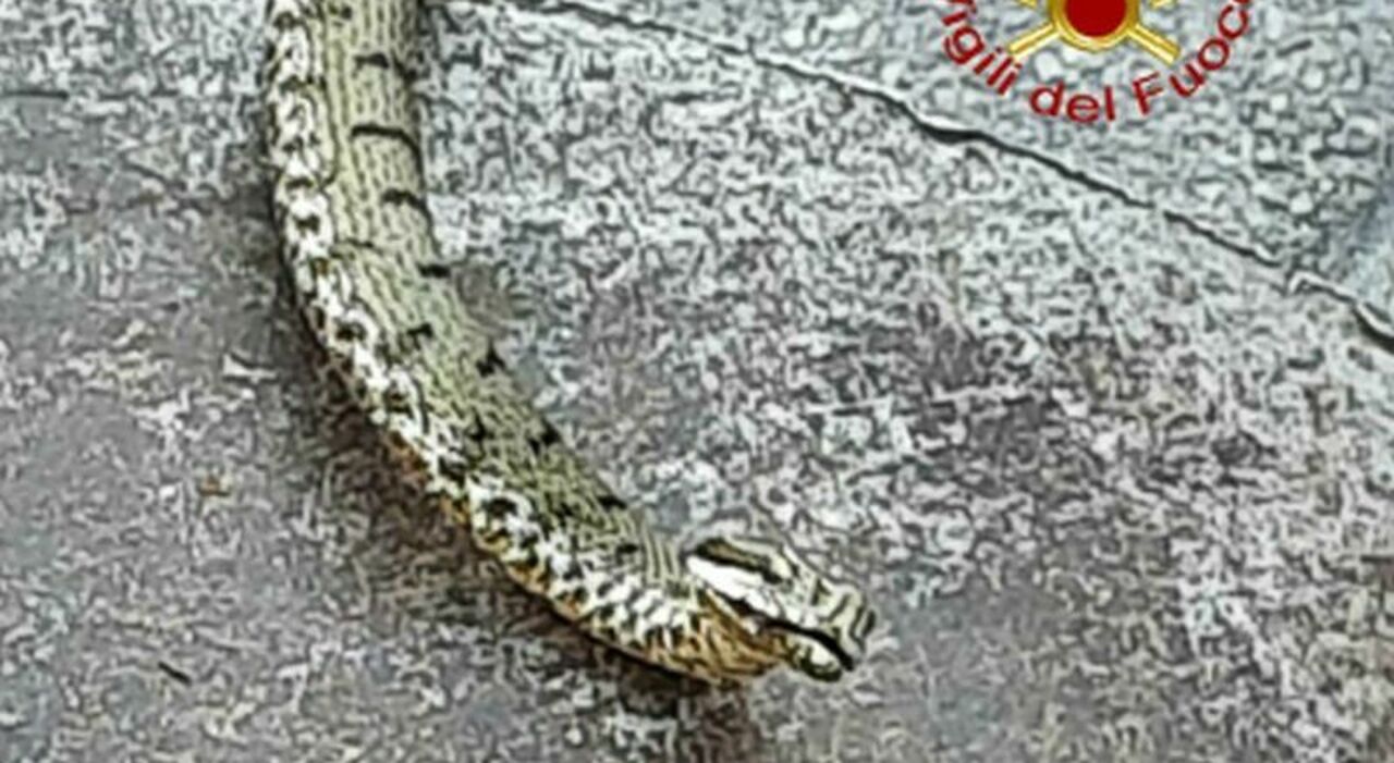 https://statics.cedscdn.it/photos/MED_HIGH/2026/05/27/9558138_27170343_vipera_morso_antidoto_farmacia_siero_montecilfone.jpg