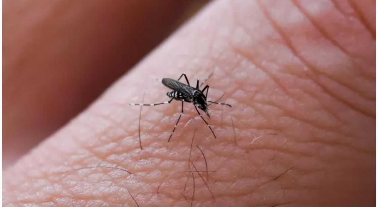 https://statics.cedscdn.it/photos/MED_HIGH/2026/05/27/9558320_27194128_chikungunya_caso_san_giovanni_valdarno_arezzo.jpg