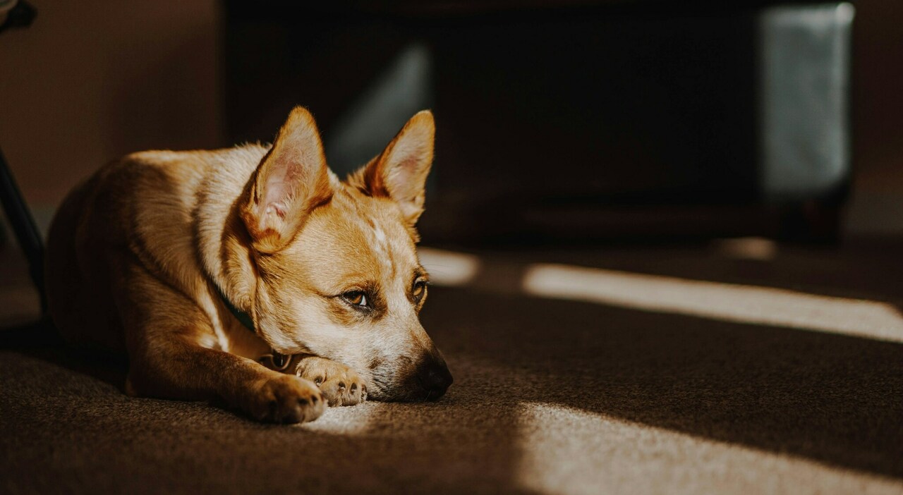 https://statics.cedscdn.it/photos/MED_HIGH/2026/05/30/9564042_30133038_mercedes_mehling_9xflz4fpa0w_unsplash.jpg