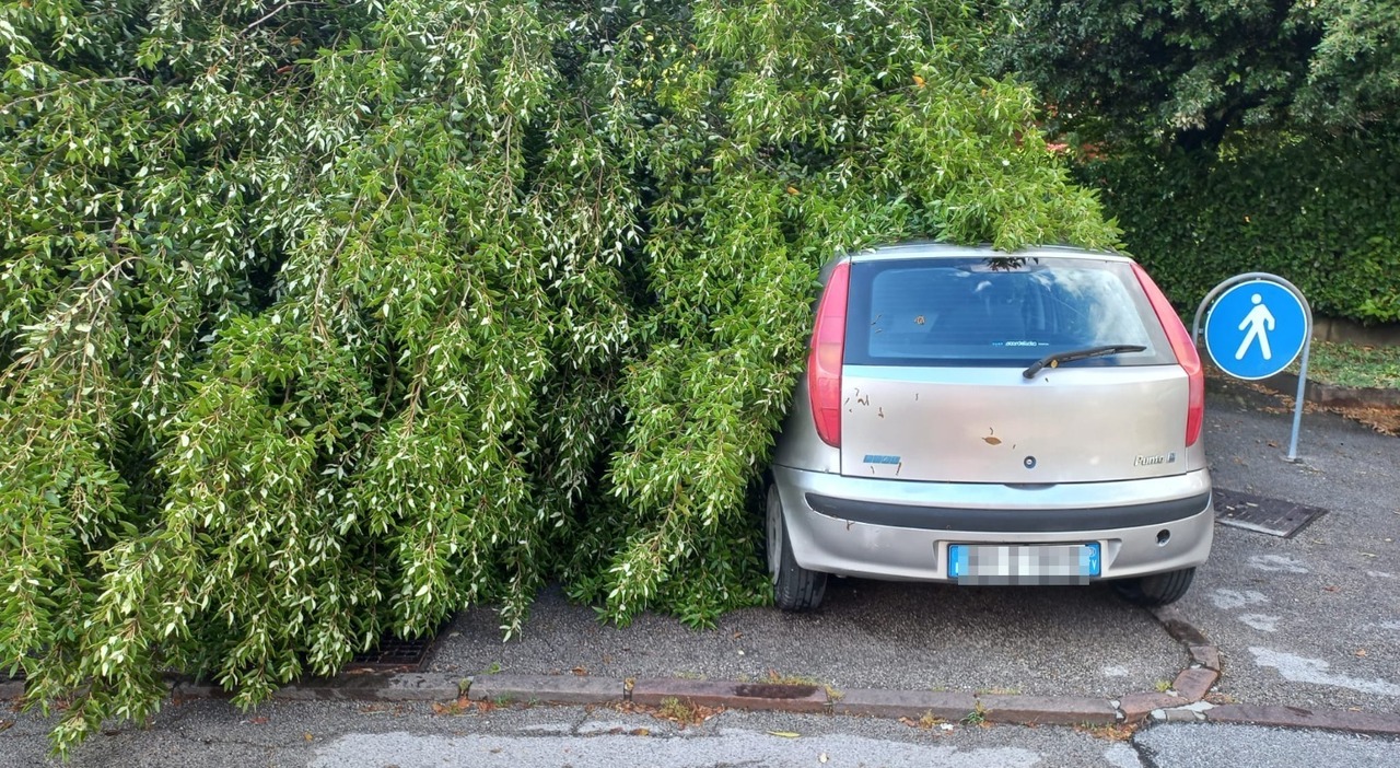 maltempo nella marca orientale a oderzo auto centrata da un albero a zenson blackout e strade interrotte da Ilgazzettino.it maltempo nella marca orientale a oderzo auto centrata da un albero a zenson blackout e strade interrotte