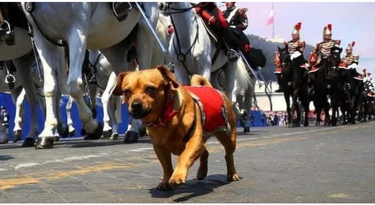 https://statics.cedscdn.it/photos/MED_HIGH/2026/06/02/9567857_02084612_briciola_pensione_ultima_parata_cagnolina_mascotte_carabinieri_oggi.jpg