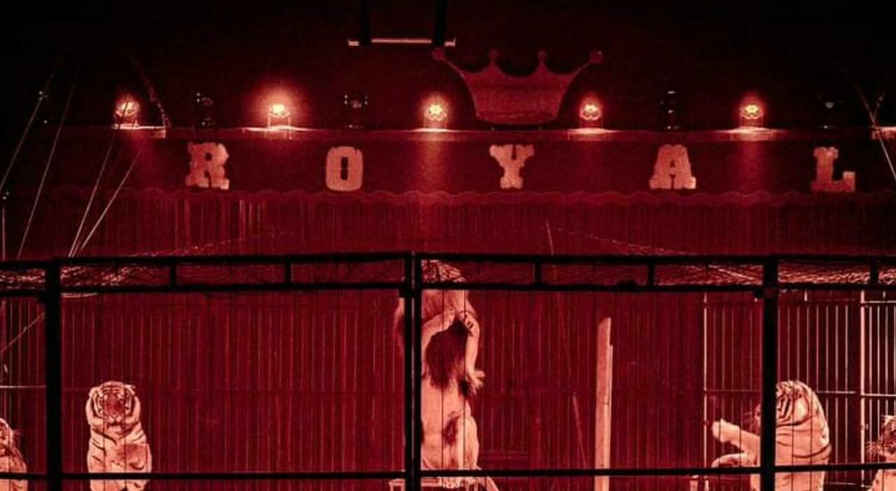 arriva il circo ma l autorizzazione del comune di ancona non c 233 oggi la decisione animalisti pronti a manifestare da Corriereadriatico.it arriva il circo ma l autorizzazione del comune di ancona non c 233 oggi la decisione animalisti pronti a manifestare