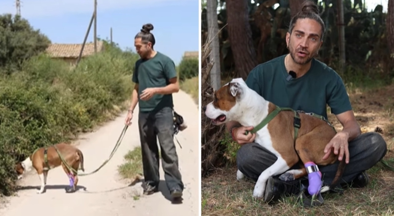 https://statics.cedscdn.it/photos/MED_HIGH/2026/06/03/9570876_03124750_la_pitbull_kim_ricomincia_da_tre_e_torna_a_correre_grazie_a_una_nuova_protesi_l_avevano_abbandon.jpg