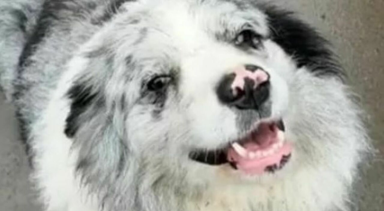 https://statics.cedscdn.it/photos/MED_HIGH/2026/06/05/9574964_05100024_chutou_cane_star_social_venduto_mangiato_choc_cina.jpg