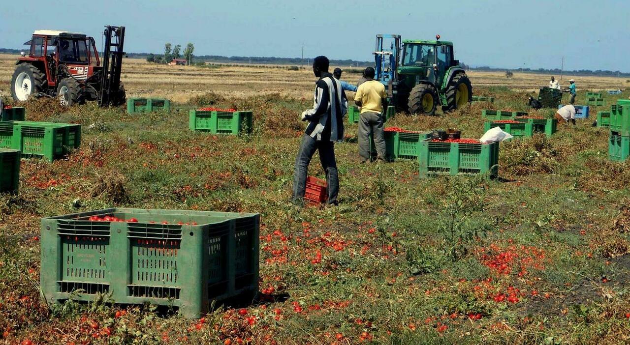 braccianti sfruttati condizioni disumane caporalato tra brindisi e taranto arrestato il titolare di una cooperativa da Quotidianodipuglia.it braccianti sfruttati condizioni disumane caporalato tra brindisi e taranto arrestato il titolare di una cooperativa