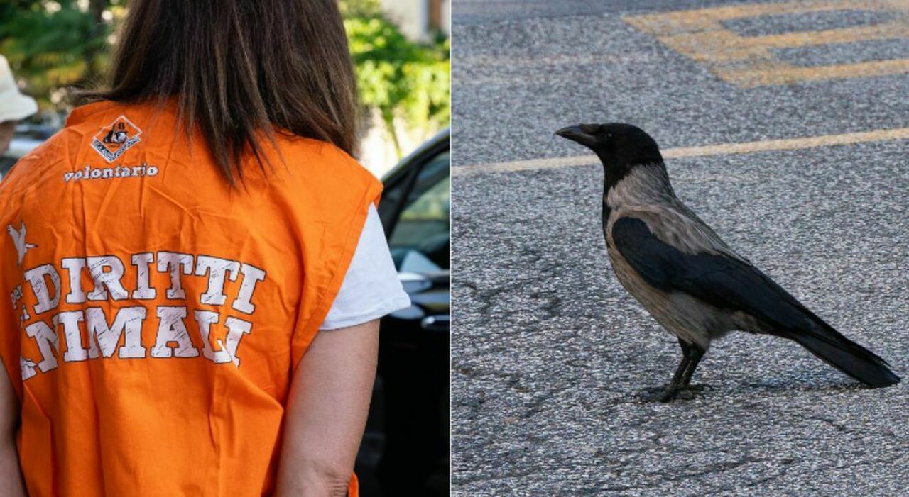 cornacchia aggressiva il tar sospende l abbattimento la palla passa al sindaco basso continua il presidio degli animalisti da Ilgazzettino.it cornacchia aggressiva il tar sospende l abbattimento la palla passa al sindaco basso continua il presidio degli animalisti