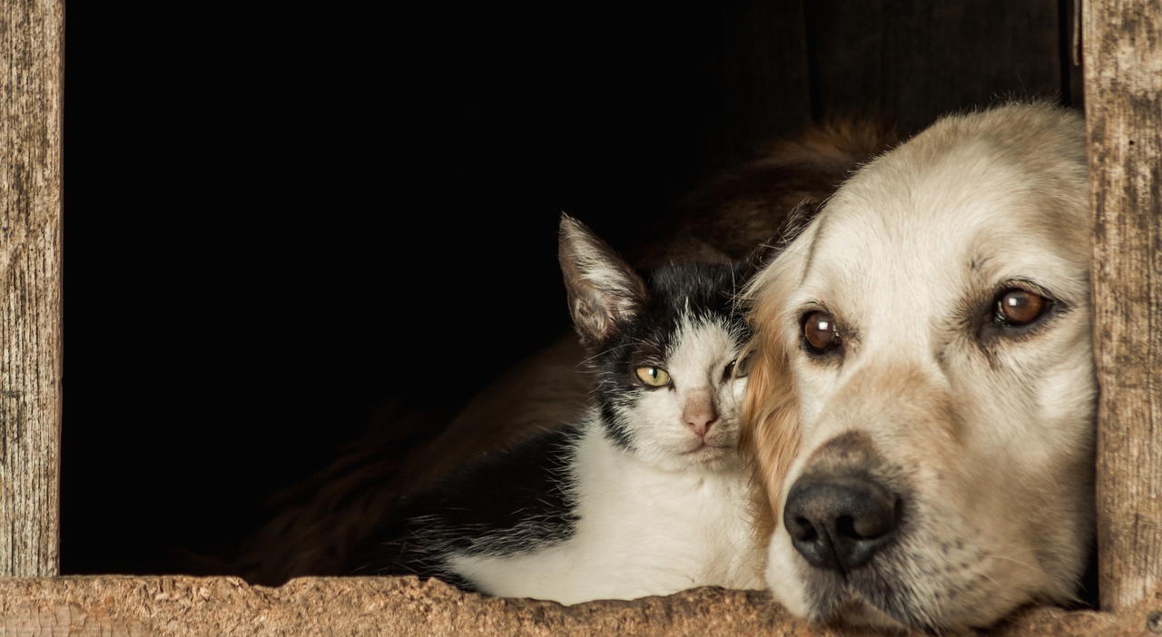 https://statics.cedscdn.it/photos/MED_HIGH/2026/06/22/9607607_22132348_closeup_shot_snouts_cute_dog_cat_sitting_cheek_cheek.jpg
