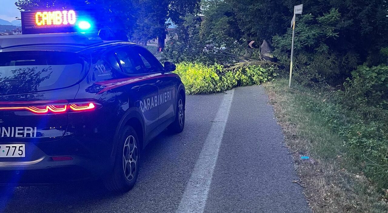 maltempo nel coneglianese grossi rami bloccano la pontebbana decine di chiamate al 115 da Ilgazzettino.it maltempo nel coneglianese grossi rami bloccano la pontebbana decine di chiamate al 115