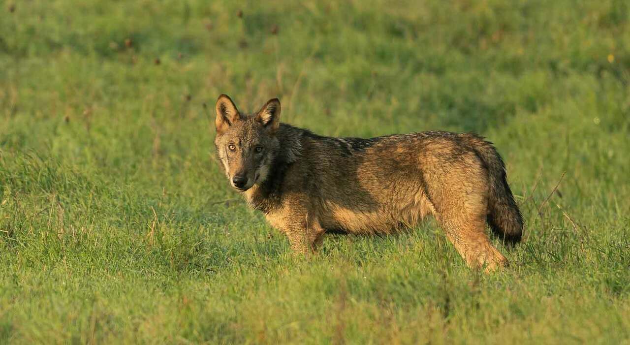 lupo mirco ucciso in austria il giallo se verranno confermati gli elementi emersi hanno abbattuto l animale sbagliato da Ilgazzettino.it lupo mirco ucciso in austria il giallo se verranno confermati gli elementi emersi hanno abbattuto l animale sbagliato