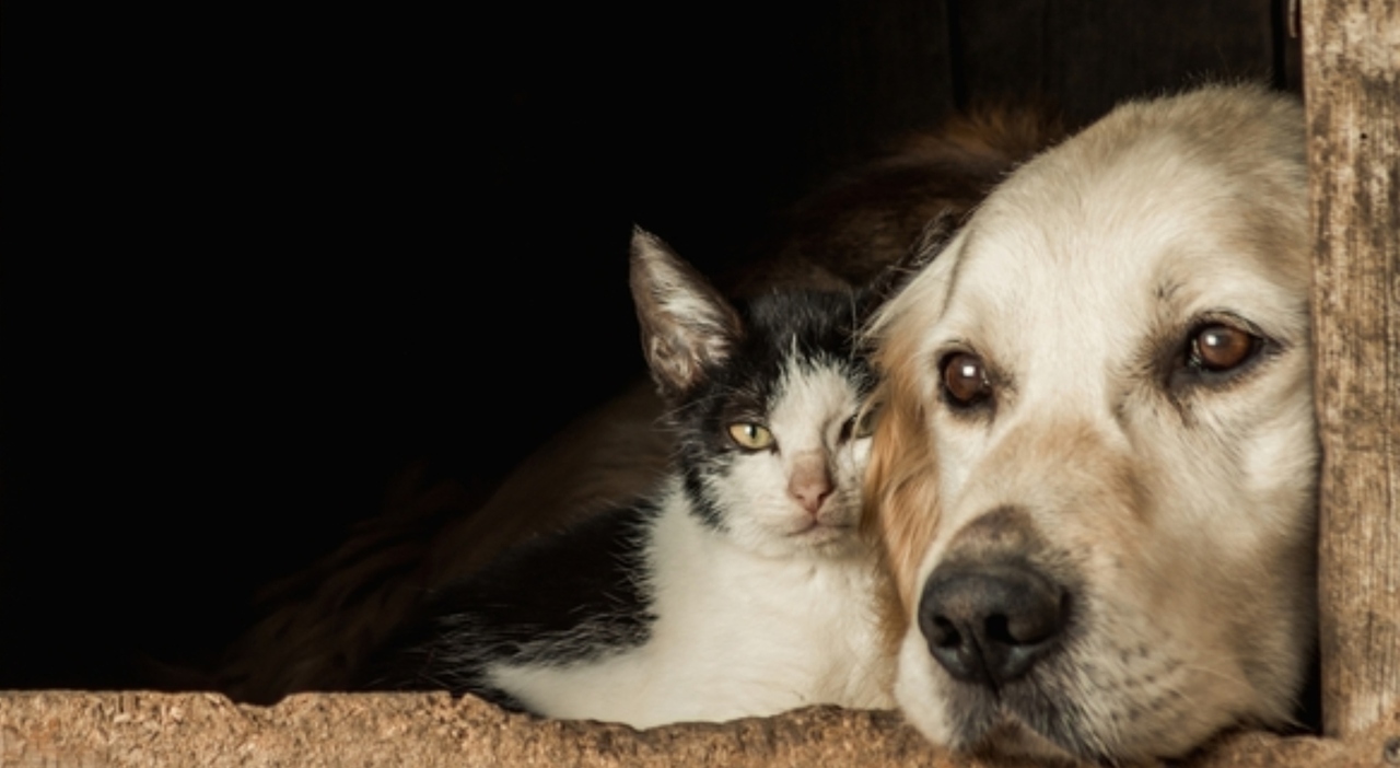 https://statics.cedscdn.it/photos/MED_HIGH/2026/06/27/9618133_27144414_allarme_caldo_cani_gatti_colpo_calore_puo_ucciderli_come_proteggerli_oggi.jpg