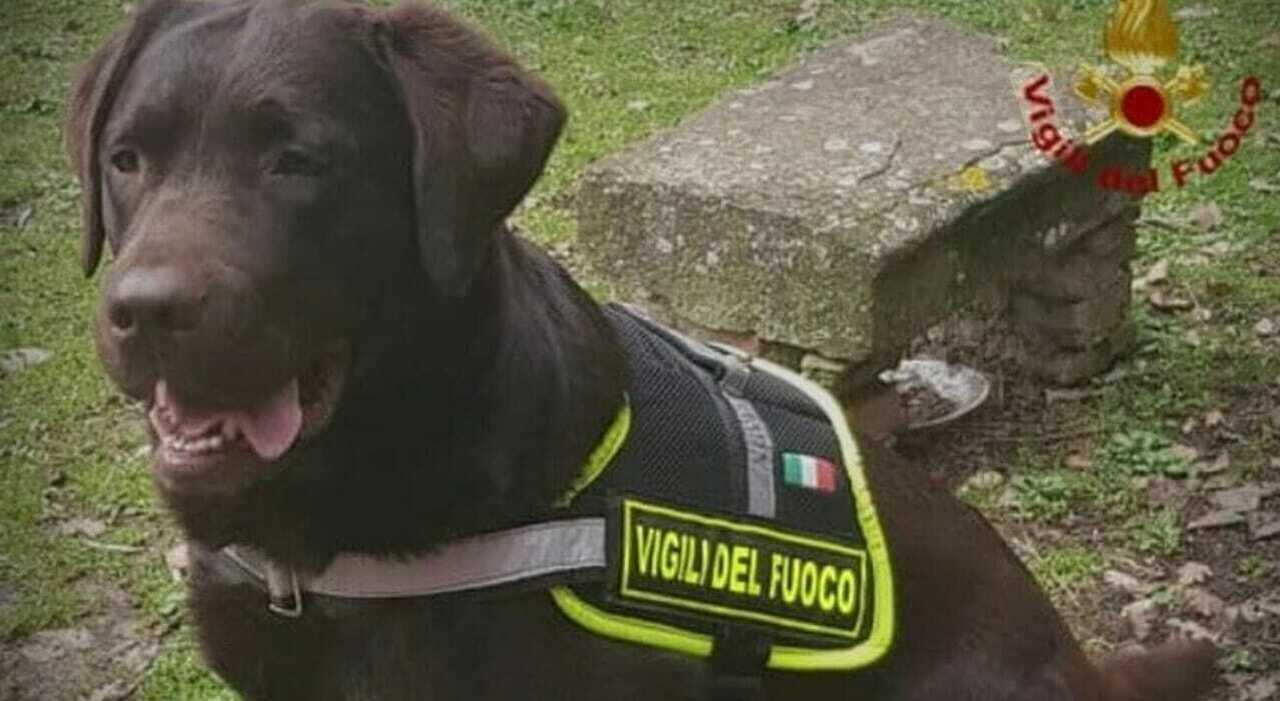 https://statics.cedscdn.it/photos/MED_HIGH/2026/06/28/9619924_28160759_cane_vigile_del_fuoco_allyson_2.jpg