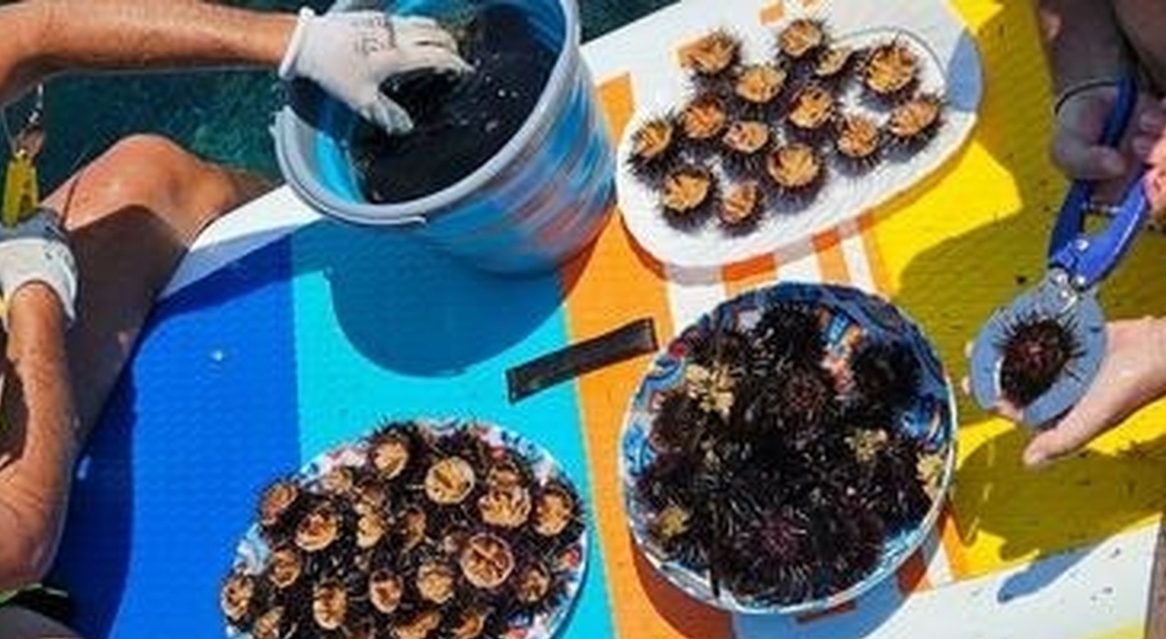 stop alla pesca dei ricci frizioni in maggioranza tutolo vota contro la legge