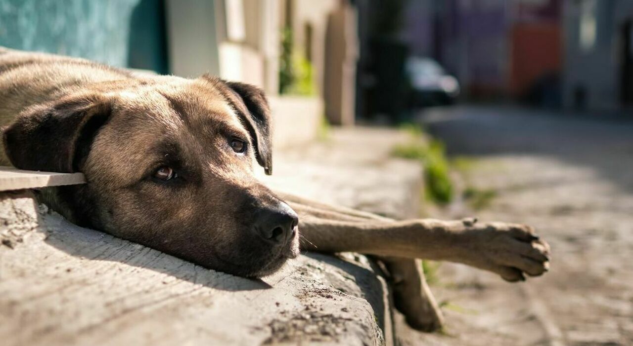https://statics.cedscdn.it/photos/MED_HIGH/2026/06/30/9623286_30111313_cane_denutrito_maltrattamenti_animali_genova_sequestro_morto.jpg