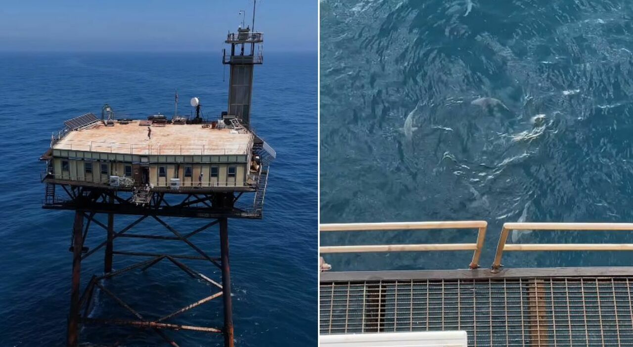 https://statics.cedscdn.it/photos/MED_HIGH/2026/06/30/9623496_30143206_frying_pan_tower_hotel_prezzi_torre_infestata_squali_oceano.jpg