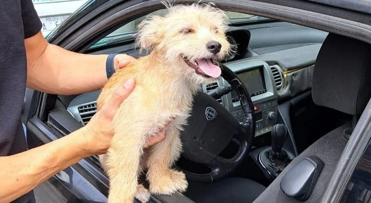 https://statics.cedscdn.it/photos/MED_HIGH/2026/07/02/9628015_02164127_charlie_cane.jpg