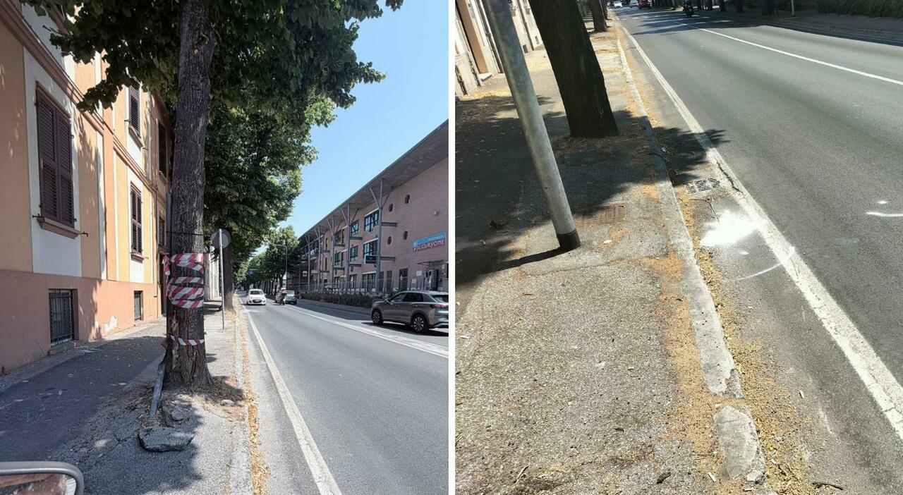 pesaro schianto in scooter contro un albero al curvone muore un 23enne grave lamico chi 232 la vittima da Corriereadriatico.it pesaro schianto in scooter contro un albero al curvone muore un 23enne grave lamico chi 232 la vittima