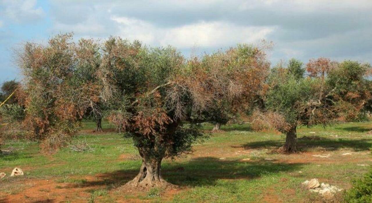 nuove cultivar e innovazione xylella ricerca e scienza per rilanciare l agricoltura da Quotidianodipuglia.it nuove cultivar e innovazione xylella ricerca e scienza per rilanciare l agricoltura