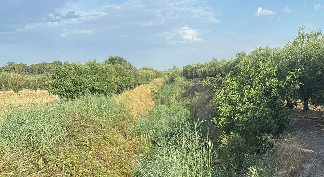 consorzio di bonifica s236 della regione alla rottamazione delle cartelle esattoriali ora tocca al governo da Quotidianodipuglia.it consorzio di bonifica s236 della regione alla rottamazione delle cartelle esattoriali ora tocca al governo
