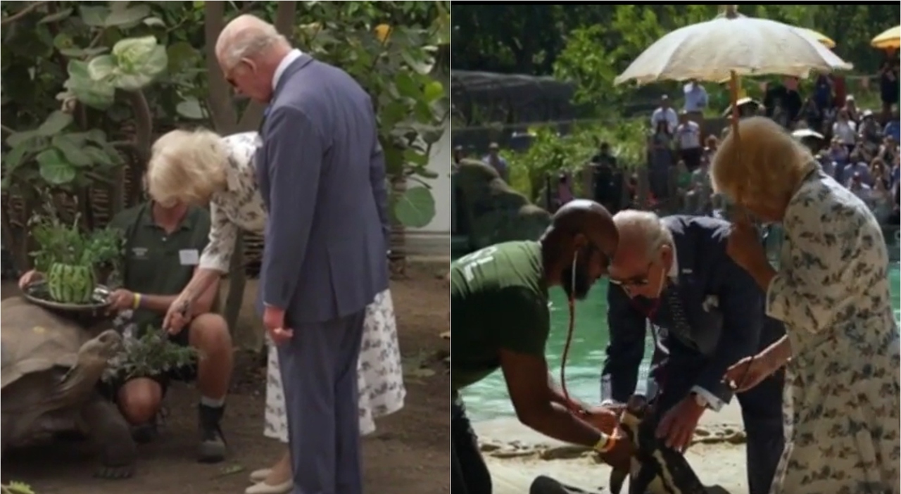https://statics.cedscdn.it/photos/MED_HIGH/2026/07/09/9641948_09204230_carlo_camilla_zoo_londra.jpg