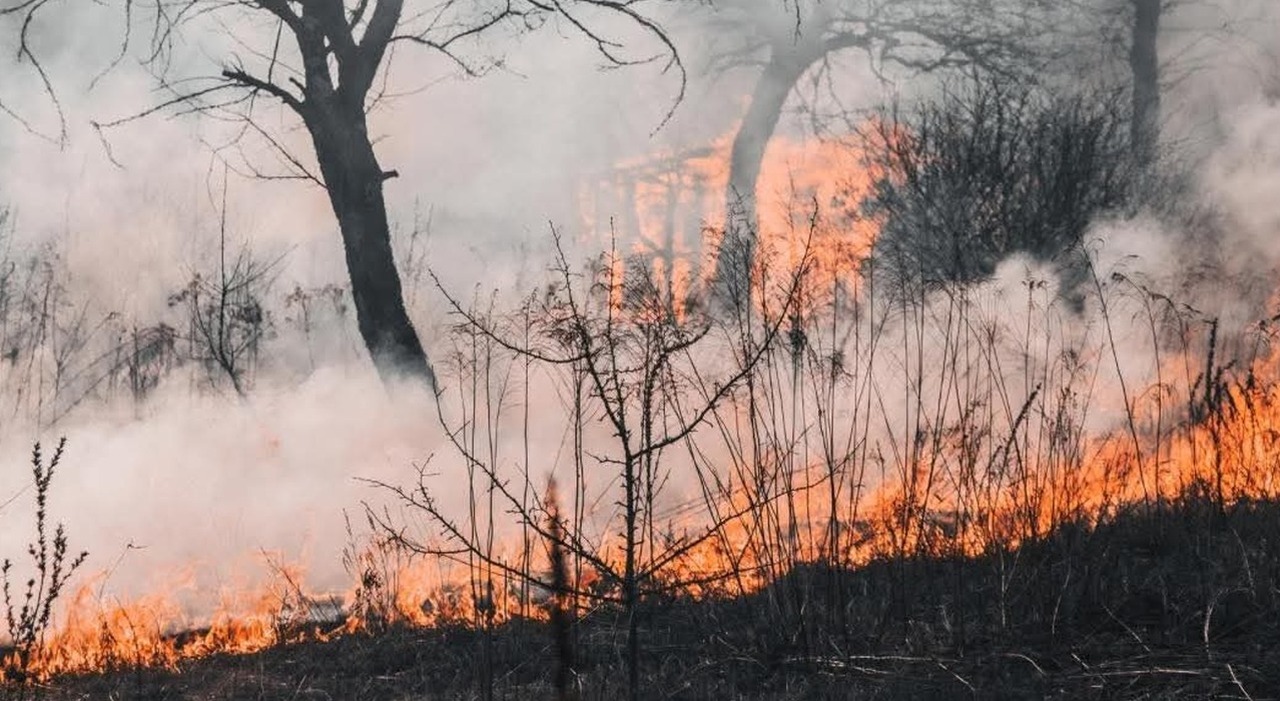 incendio minervino murge evacuate le case allestito punto di accoglienza da Quotidianodipuglia.it incendio minervino murge evacuate le case allestito punto di accoglienza