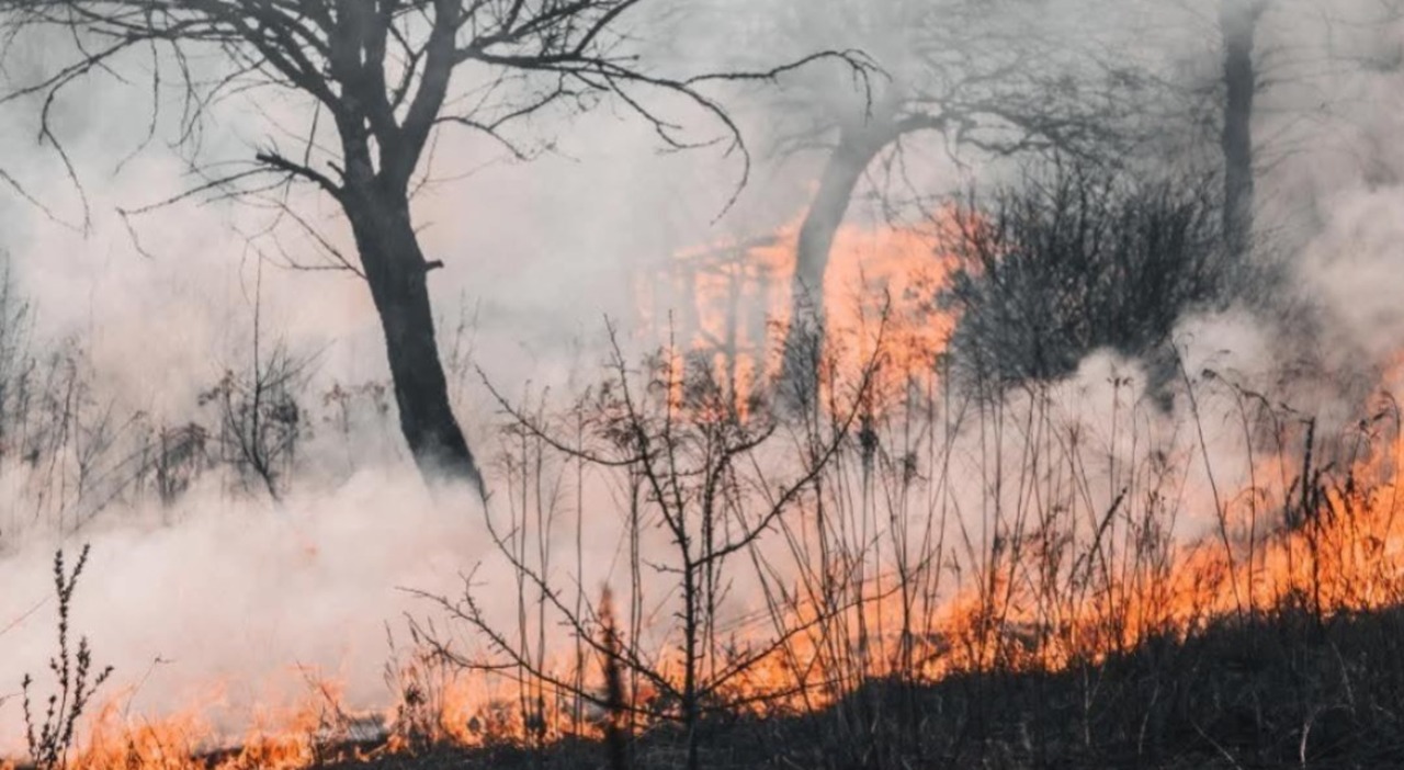 incendi l allarme di legambiente in puglia oltre 8mila ettari bruciati nel 2025 da Quotidianodipuglia.it incendi l allarme di legambiente in puglia oltre 8mila ettari bruciati nel 2025