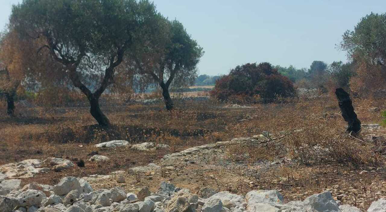 incendio nel salento anziani intossicati messi in salvo con la cagnolina presente in casa da Quotidianodipuglia.it incendio nel salento anziani intossicati messi in salvo con la cagnolina presente in casa