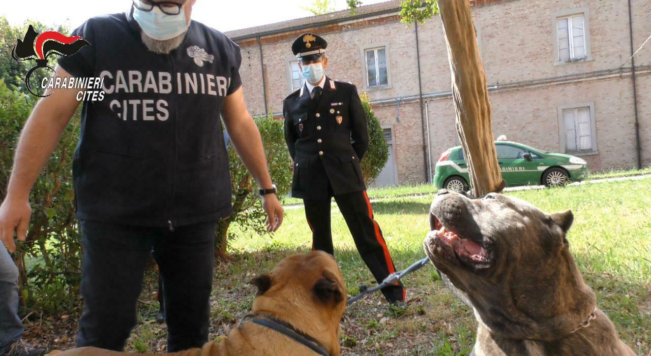 orecchie e code tagliate ai cani chiuso il processo per l operazione crudelia de mon condannati allevatore e veterinaria da Corriereadriatico.it orecchie e code tagliate ai cani chiuso il processo per l operazione crudelia de mon condannati allevatore e veterinaria