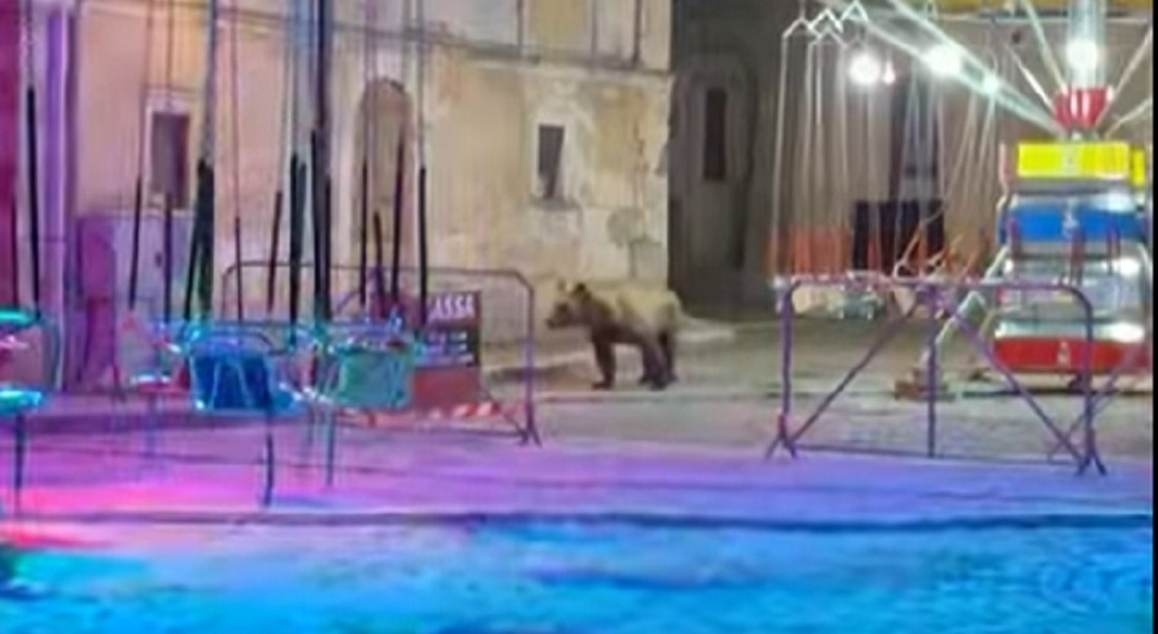 https://statics.cedscdn.it/photos/MED_HIGH/2026/07/19/9660498_19142525_orso_giostre.jpg