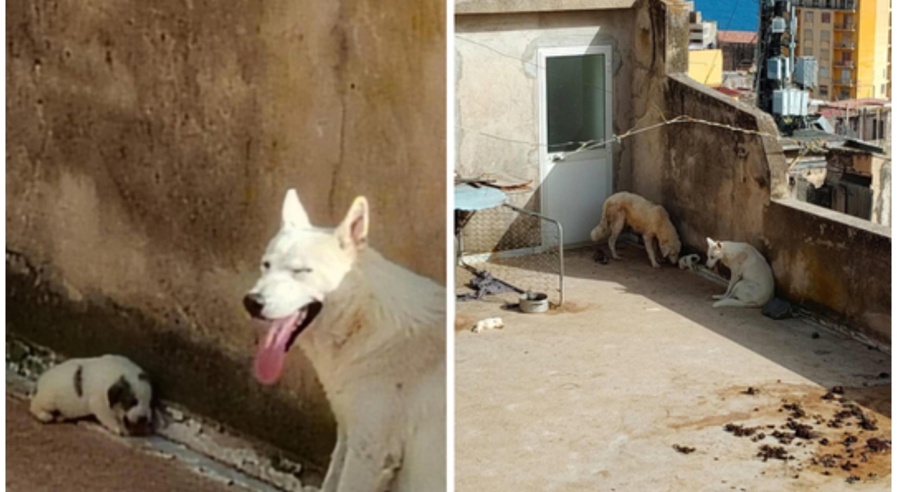 https://statics.cedscdn.it/photos/MED_HIGH/2026/07/20/9662242_20154755_cuccioli_di_cane_morti_disidratati_sul_terrazzo_a_43_gradi_salvati_gli_altri_animali._l_oipa_chiede_1_.jpg