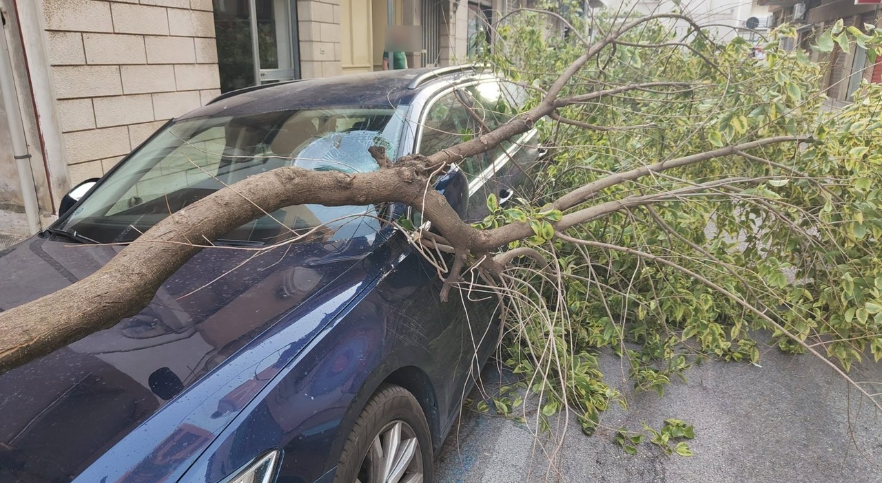 maltempo forti raffiche di vento e un nubifragio chiusi i parchi da Quotidianodipuglia.it maltempo forti raffiche di vento e un nubifragio chiusi i parchi