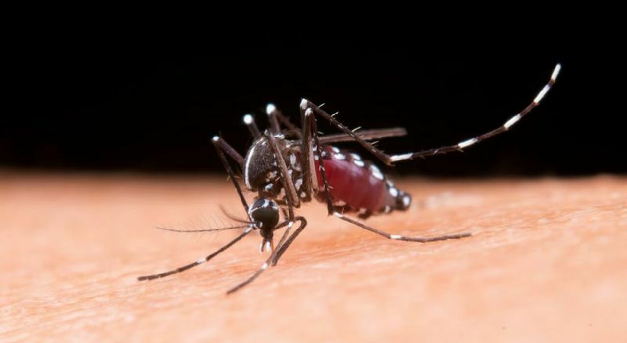 https://statics.cedscdn.it/photos/MED_HIGH/2026/07/23/9668418_23160757_punture_zanzare_repellente_infezione_chikungunya_dengue_viaggi_vaccini.jpg