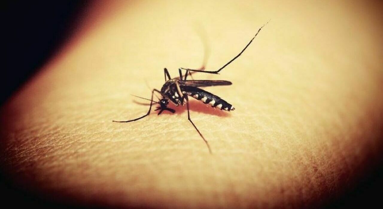 https://statics.cedscdn.it/photos/MED_HIGH/2026/07/24/9670063_24095110_west_nile_italia_casi_aree_virus_infezione_sintomi_sistema_nervoso.jpg