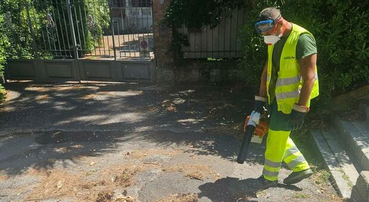 post nubifragio raccolte 12 tonnellate di aghi di pino e il comune di falconara riceve le richieste danni da Corriereadriatico.it post nubifragio raccolte 12 tonnellate di aghi di pino e il comune di falconara riceve le richieste danni