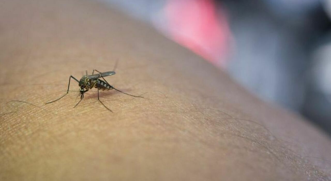 napoli al cto primo caso di west nile con encefalite del 2026 232 un paziente di marano da Ilmattino.it napoli al cto primo caso di west nile con encefalite del 2026 232 un paziente di marano
