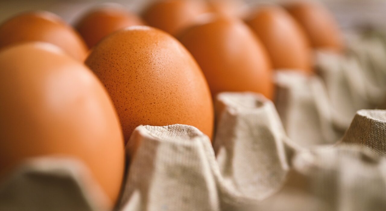 uova richiamate dai supermercati rischio salmonella i supermercati coinvolti e di quale marca sono da Ilmessaggero.it uova richiamate dai supermercati rischio salmonella i supermercati coinvolti e di quale marca sono