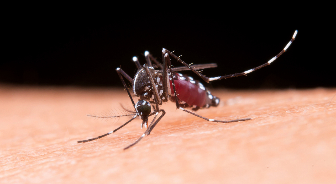 https://statics.cedscdn.it/photos/MED_HIGH/2026/07/30/9681086_30110936_mosquito.jpg
