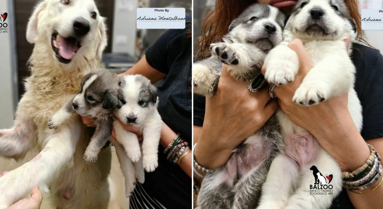 https://statics.cedscdn.it/photos/MED_HIGH/2026/07/31/9683028_31120419_cuccioli_di_cane_morti_sciacca_palermo.jpg