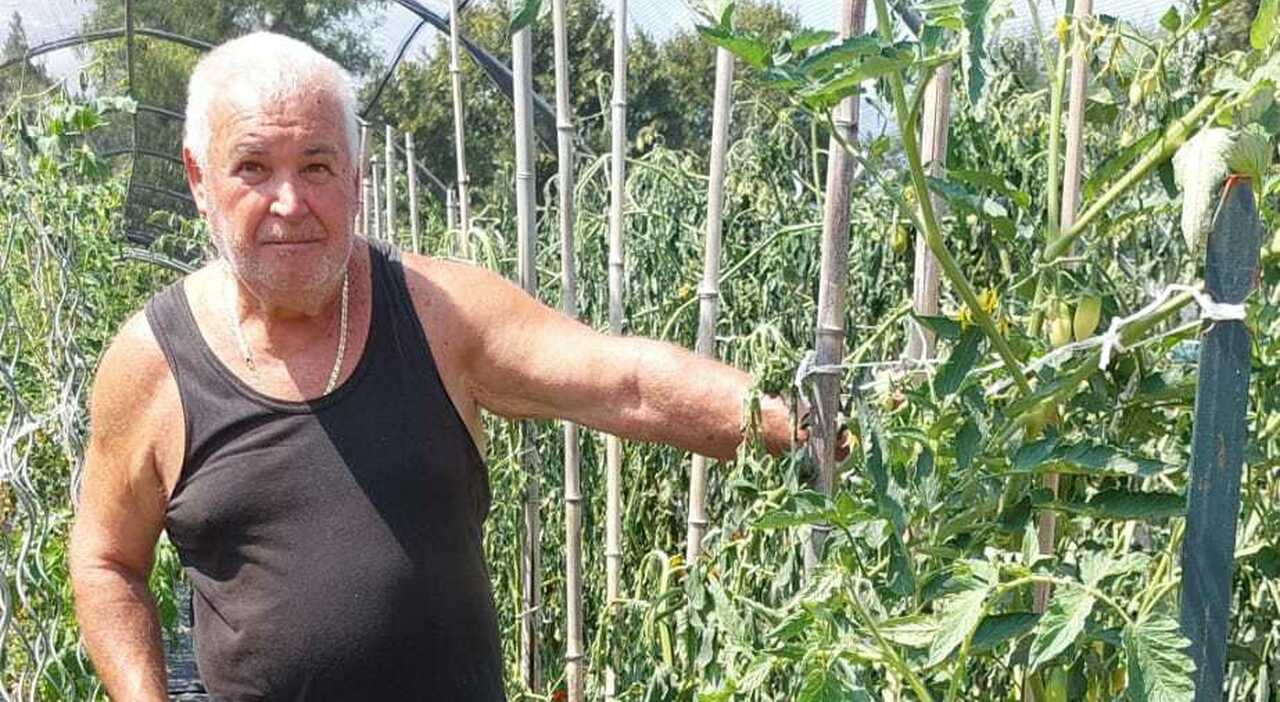 Orto distrutto da vandali, piante tagliate, proprietà privata, canarini, zona Fontanafredda