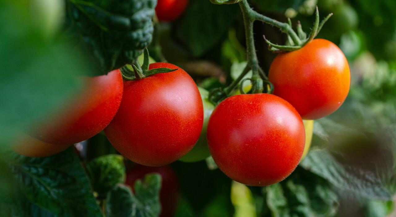 https://statics.cedscdn.it/photos/MED_HIGH/2026/08/02/9686896_02230417_kathas_fotos_tomatoes_5566741.jpg