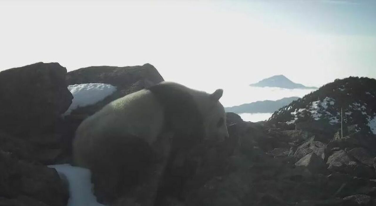 https://statics.cedscdn.it/photos/MED_HIGH/2026/08/03/9687902_03092445_panda.jpg