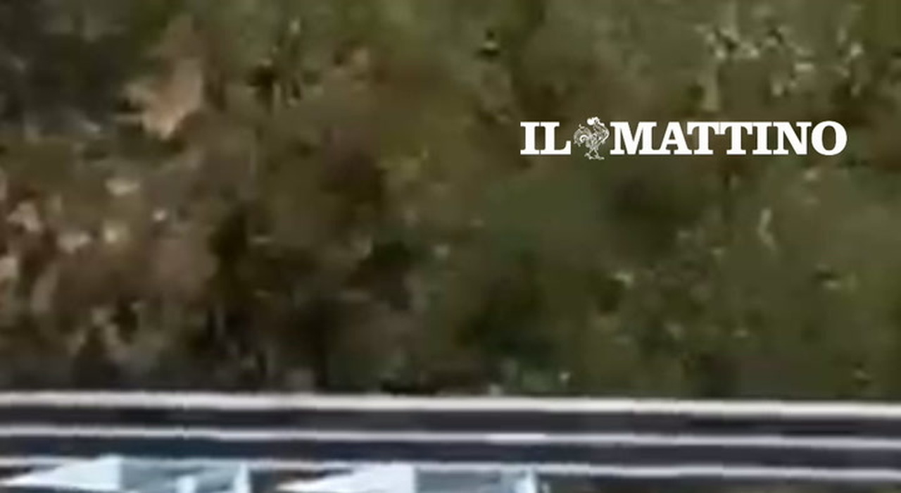 https://statics.cedscdn.it/photos/MED_HIGH/2026/08/04/9689731_poster.jpg