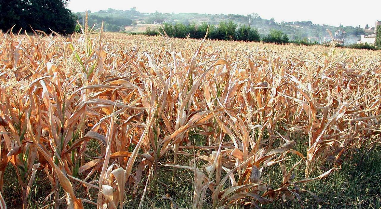 Agricoltori trevigiani sanzionati per uso non autorizzato dell'acqua, siccità e rischio per rubinetti delle case