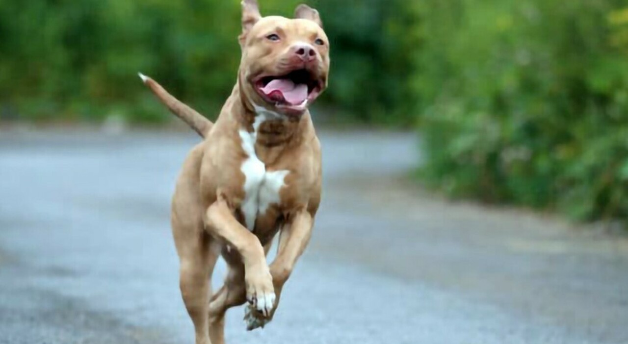 https://statics.cedscdn.it/photos/MED_HIGH/2026/08/05/9691704_05100241_cane.jpg