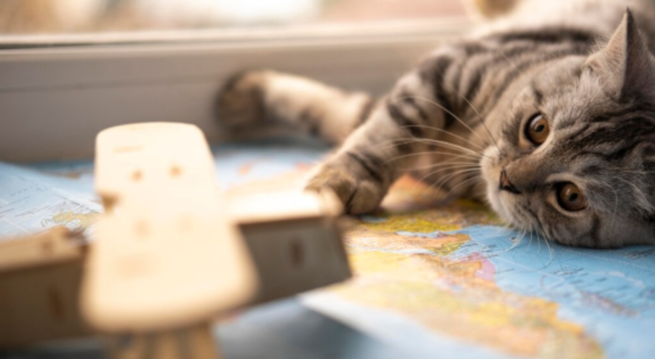https://statics.cedscdn.it/photos/MED_HIGH/2026/08/06/9694083_06164356_giornata_mondiale_gatto.jpg