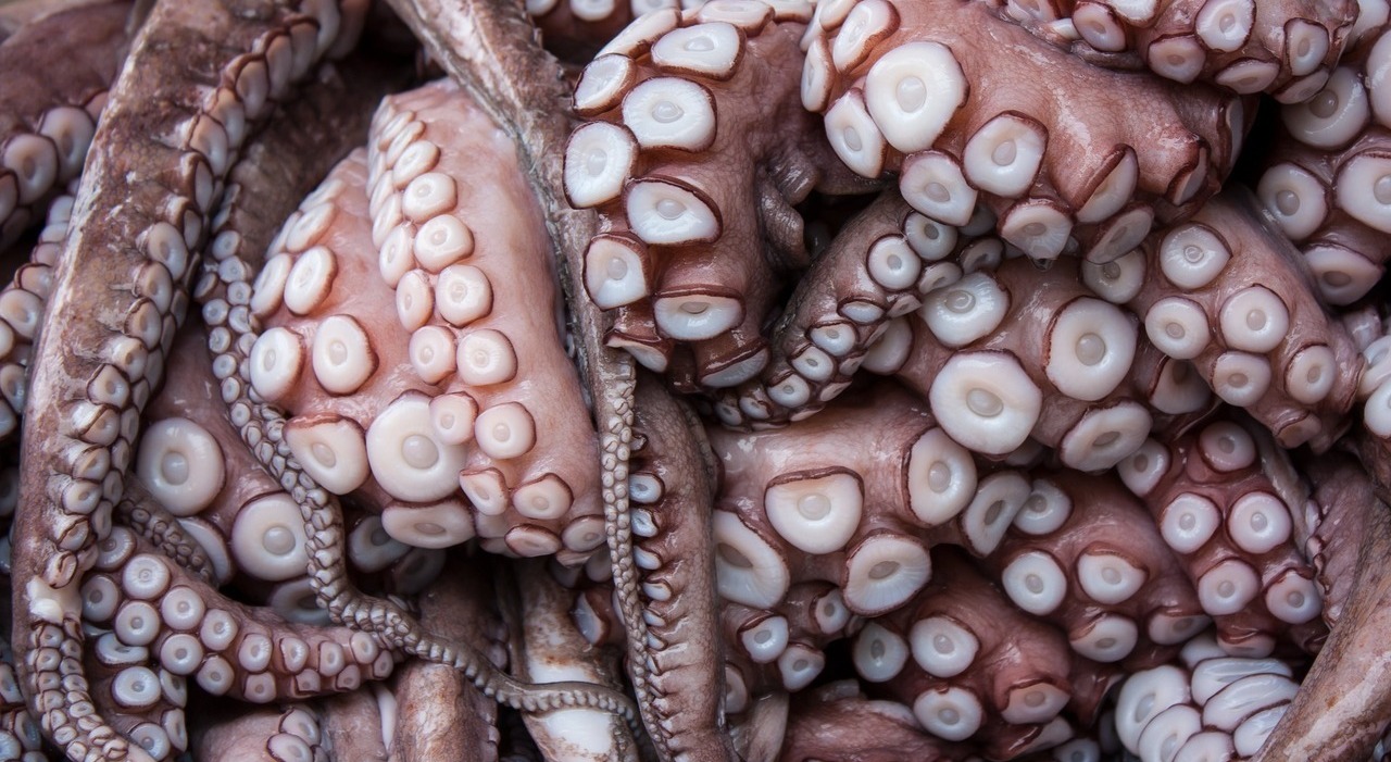 Photo: leggo.it Is Eating Raw Octopus Safe? Dr. Bassetti's Health Warning Sparks Clash With Bari Traditions