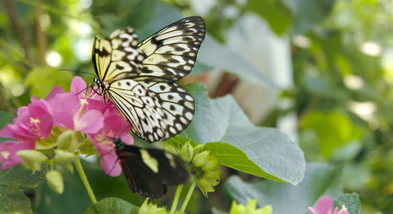https://statics.cedscdn.it/photos/MED_HIGH/2026/08/14/9708098_poster.jpg