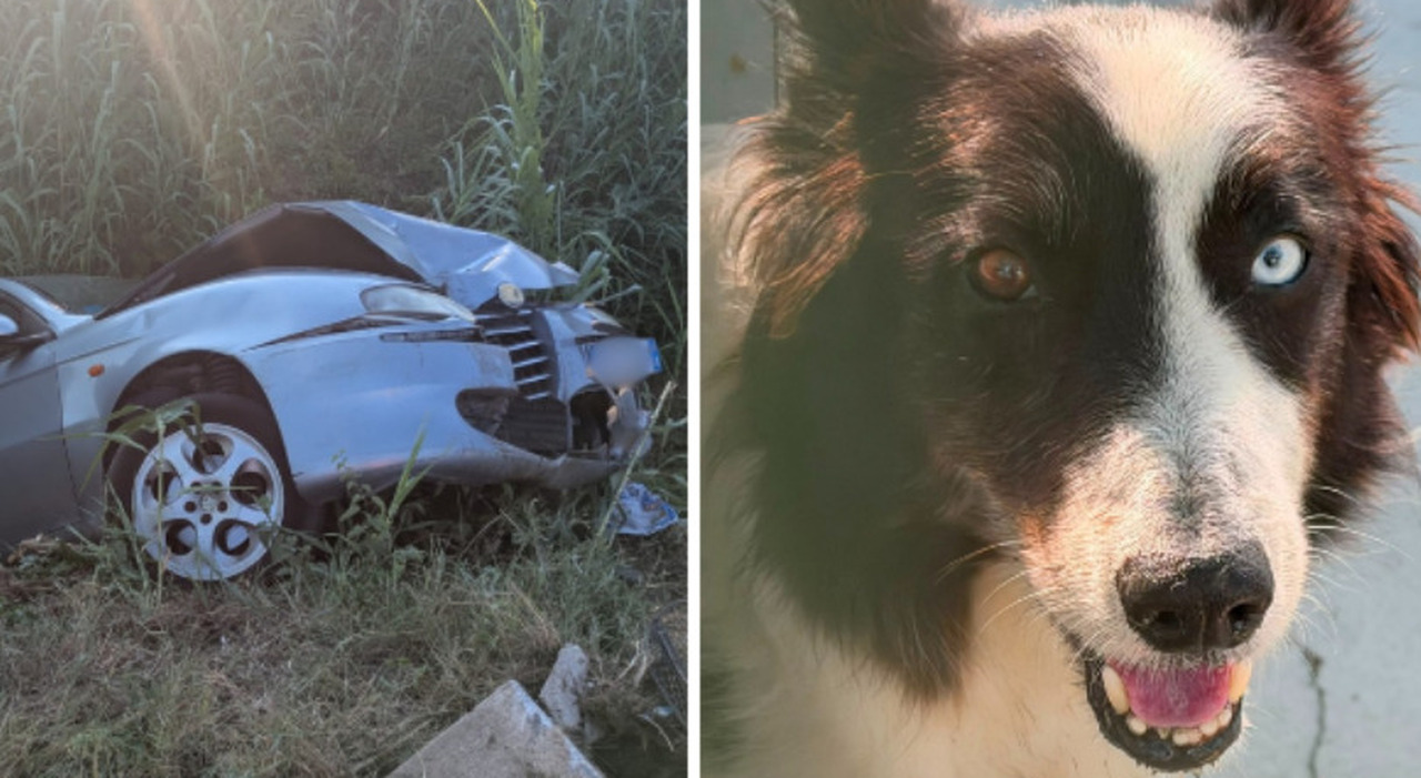 sbanda e si schianta contro un palo della luce in auto c era anche il suo border collie conducente ferito e cane affidato a un rifugio da Ilgazzettino.it sbanda e si schianta contro un palo della luce in auto c era anche il suo border collie conducente ferito e cane affidato a un rifugio