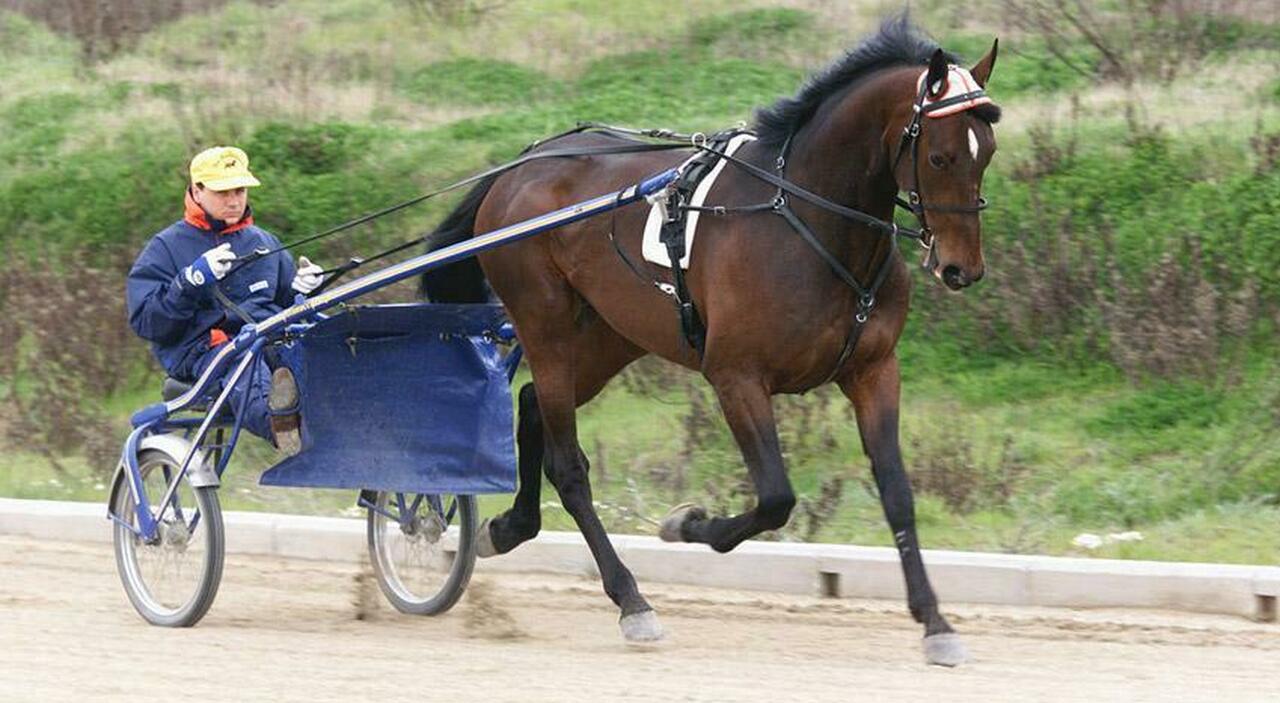 ippica 232 morto varenne addio al pi249 grande trottatore di tutti i tempi da Ilmattino.it ippica 232 morto varenne addio al pi249 grande trottatore di tutti i tempi