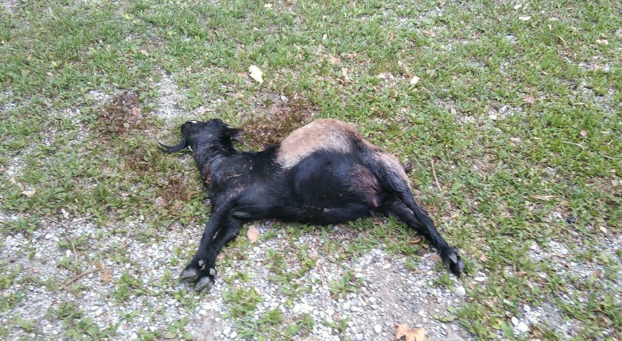 Lupi in casa, capretta uccisa, proprietà di Monteriale Valcellina